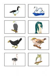 English worksheet: bird