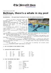 A Whale in My Pool