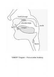 English Worksheet: SAMMY diagram - Pronunciation Anatomy