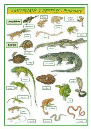 Amphibians & Reptiles - pictionary