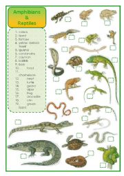 Amphibians and reptiles - matching exercise