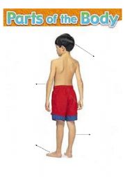 English worksheet: Parts of the body II