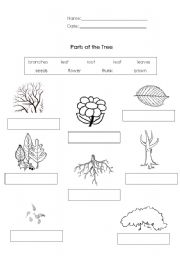33 Parts Of A Tree Worksheet For Kindergarten - support worksheet