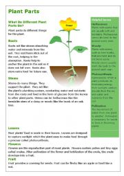 Plants- reading and comprehension