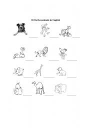 English Worksheet: Write the name of the animals