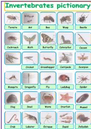 invertebrates pictionary