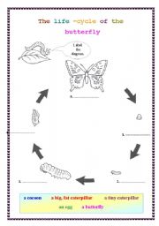 The life cycle of the butterfly