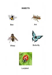 English Worksheet: Insects 