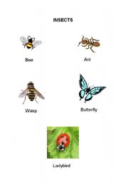 English worksheet: Insects 