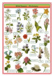 Wild flowers -pictionary