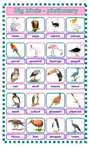Big birds - pictionary
