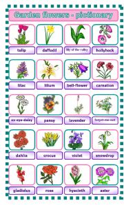 Garden flowers - pictionary