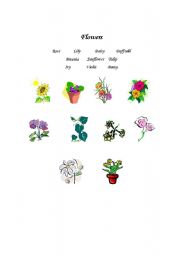 English worksheet: Flowers