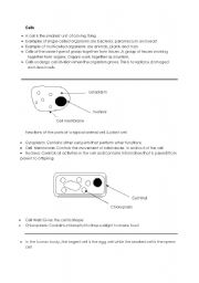 English Worksheet: Science