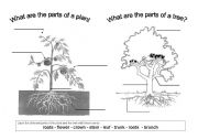 The parts of a plant and a tree