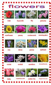 Types of Flowers: Learn Different Flower Names with The Picture - My  English Tutors