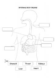 Internal Body Organs