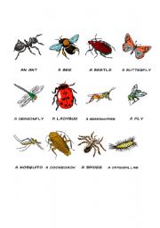 Insect vocabulary sheet