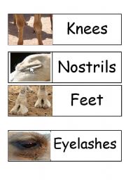 English Worksheet: Camel body parts