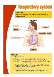 Respiratory system worksheets
