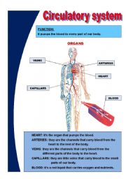 Basic circulatory system