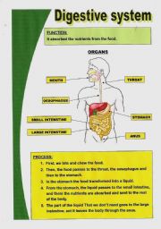 Basic digestive system