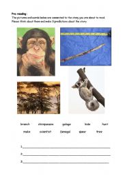 English worksheet: Tool-Using Chimpanzees Reading Lesson