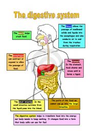 The digestion systlem - ESL worksheet by Mariola PdD