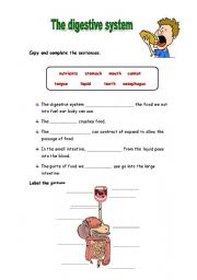 The digestive system activities