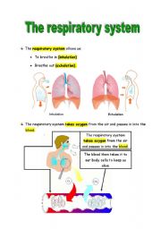 Respiratory system worksheets