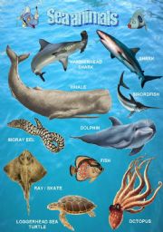 Sea animals 1/2