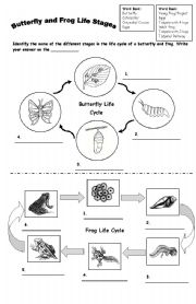 FROG and BUTTERFLY Life Cycle
