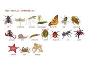 Wild animals:Invertebrates