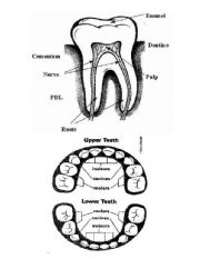 parts of teeth