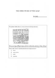 English worksheet: the structure of the leaf