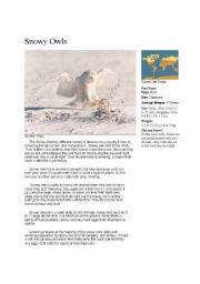 English worksheet: Snowy Owls