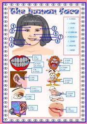 The human body (the face): vocabulary  face  2 tasks  fully editable