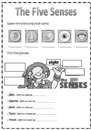 English Worksheet: The 5 senses