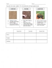 English worksheet: Type of Soils