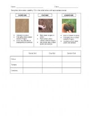 English Worksheet: Type of Soils