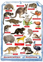Australian animals - Poster