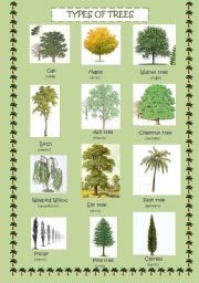 English Worksheet: Types of trees