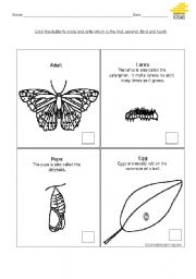 English worksheet: Butterfly Cicle 