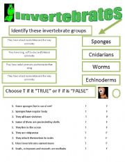 English worksheet: Invertebrates