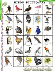 English Worksheet: BIRDS PICTIONARY