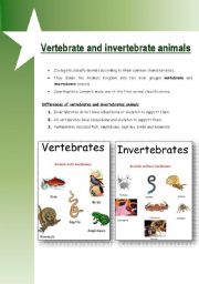 Vertebrate & invertebrate animals