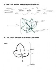 English Worksheet: Parts of a leave