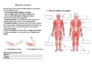 Muscles worksheets