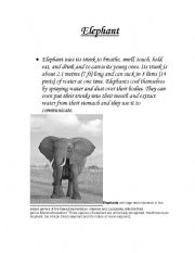 English Worksheet: elephant