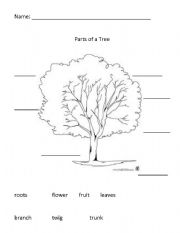 English Worksheet: Parts of a Tree